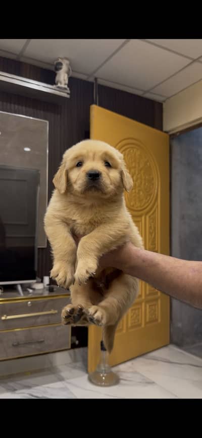 Golden retriever puppies