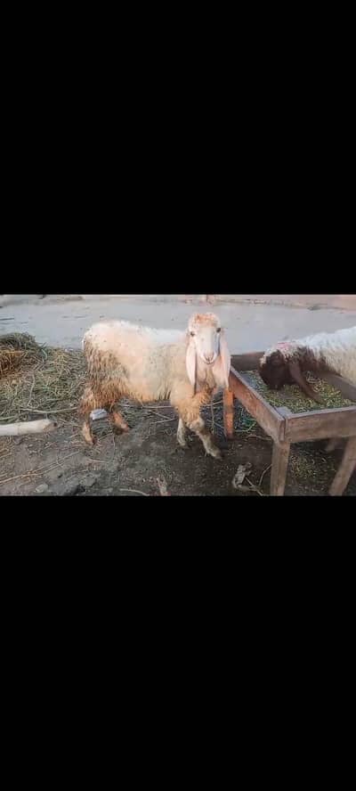 Qurbani ka chtry for sale location Lahore thokr