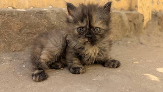 Persian Kittens