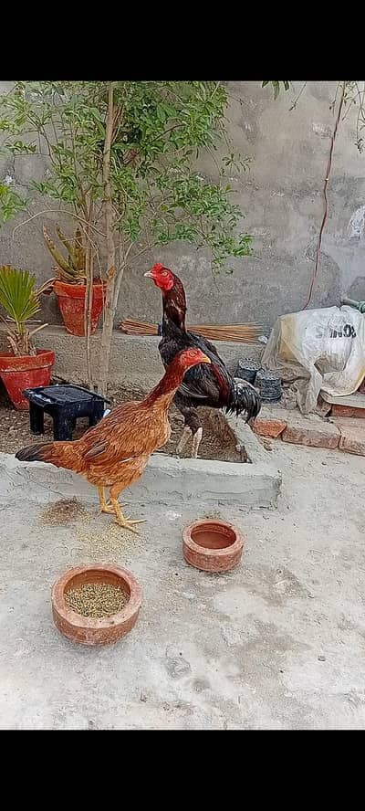 Aseel male for sale full health and active