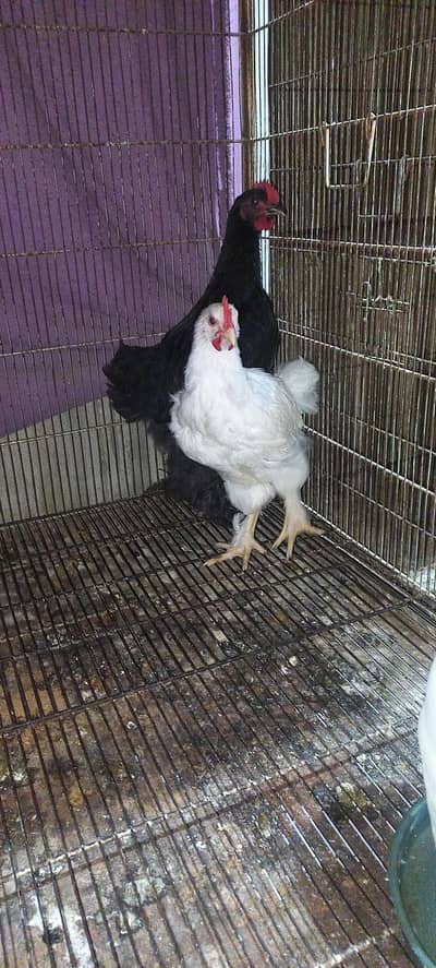 Fancy Black Buff and White Buff