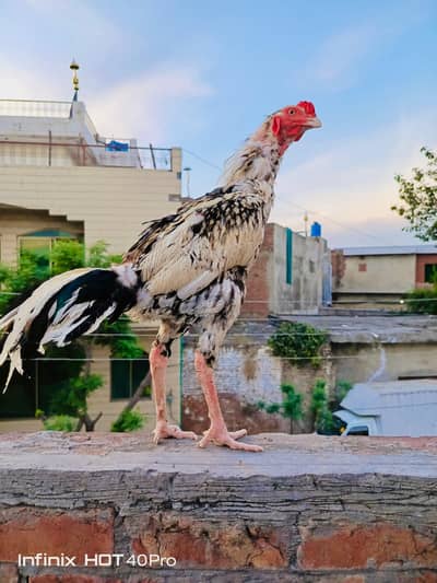 Aseel Cheena long height patha