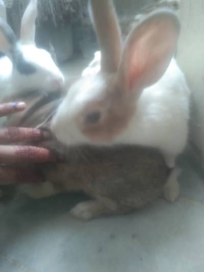 different colours rabbits