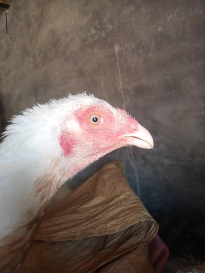 Aseel white Madi for sale