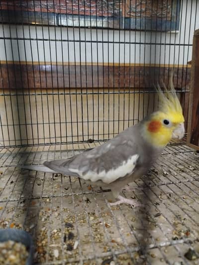 Cocktail Setup for sale