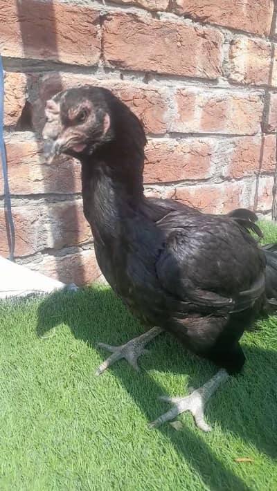 aseel murgho k darwazy