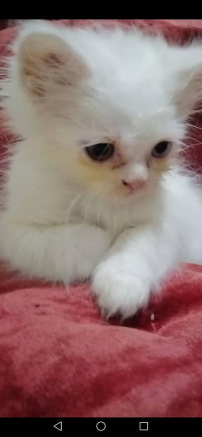 They are looking for new owners :)