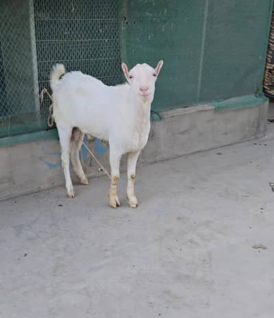 full gulabi teddy bakra tedda (bakri breeder) goat