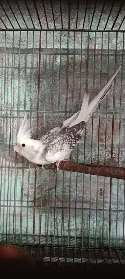 Heavy V pied cocktail and cocktails Chicks