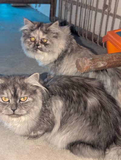 Person Cats pair vry active Pedigree