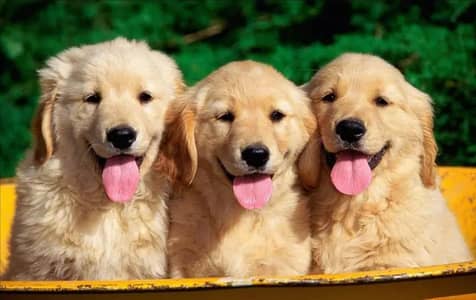 golden retriever puppy 03119253301
