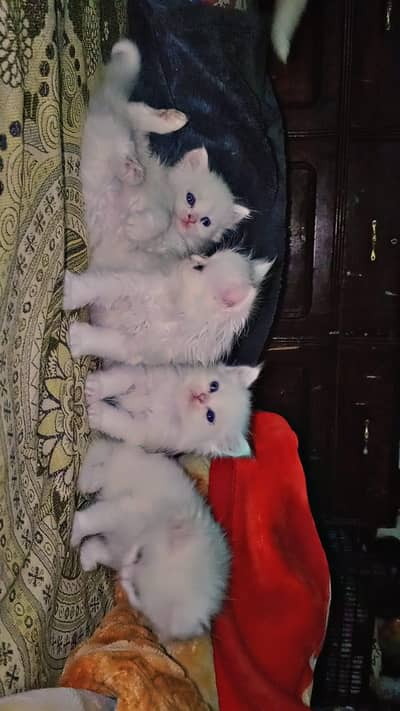 punch face triple Cote kitten cat male female