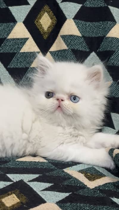 Pure Persian peke face Kitten For Sale