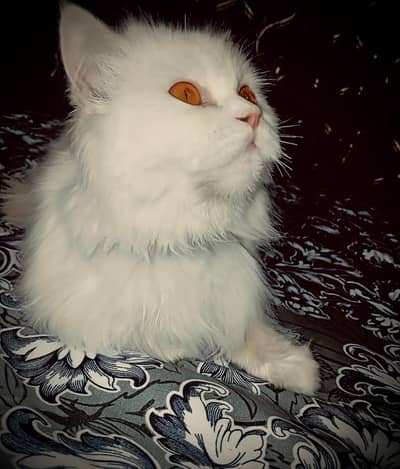 persian female & Male cat