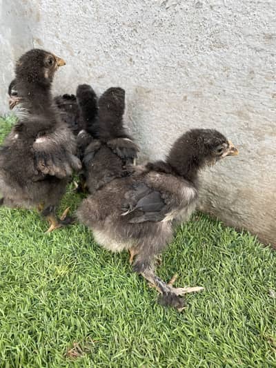 Heavy Buff chicks