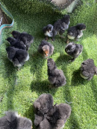Heavy Buff chicks