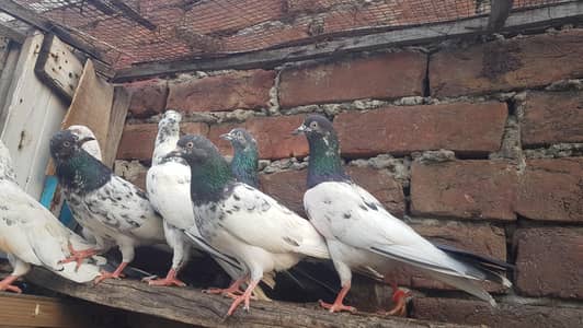 Rampuri Taddi lakhy kasoori kabotar for sale