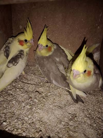 cocktail chiks for sale