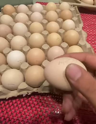 aseel fertil egg 100%