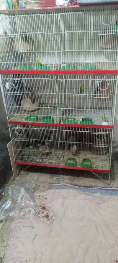 budgies setup for sale