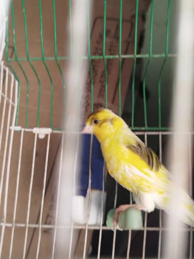 canary male available