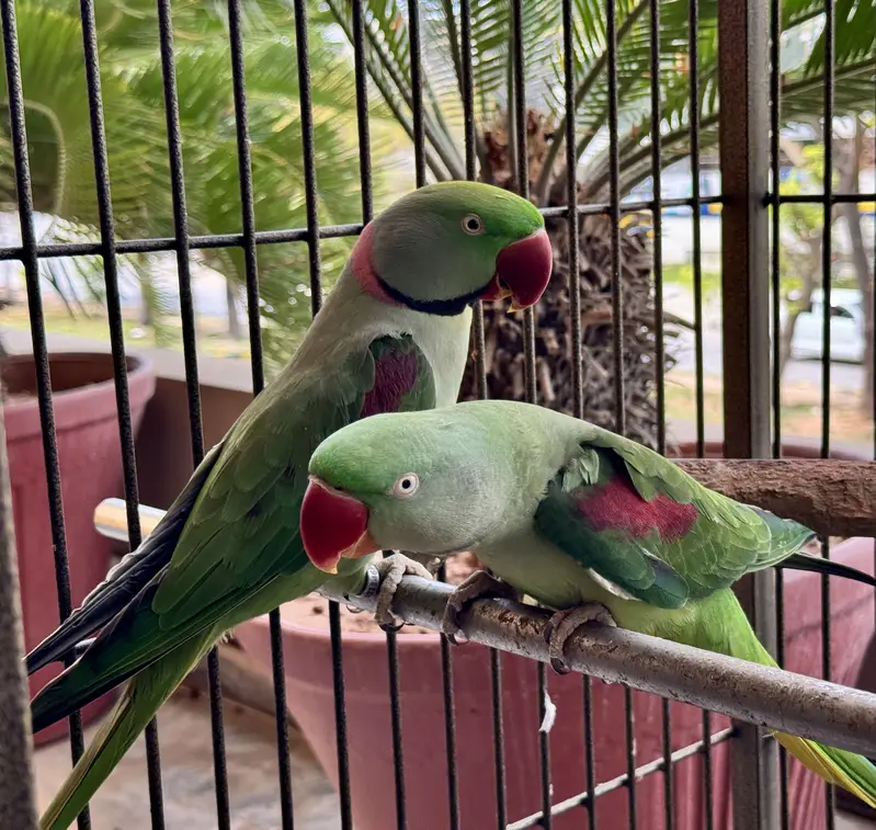 Adult Raw Pair Breeding Pahari Kashmiri — photo 3