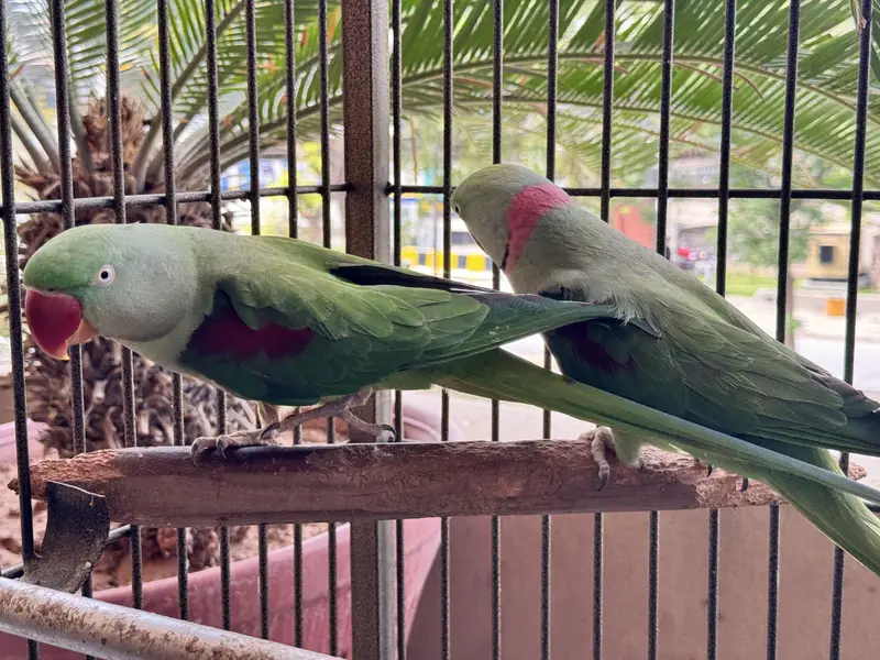 Adult Raw Pair Breeding Pahari Kashmiri — photo 4