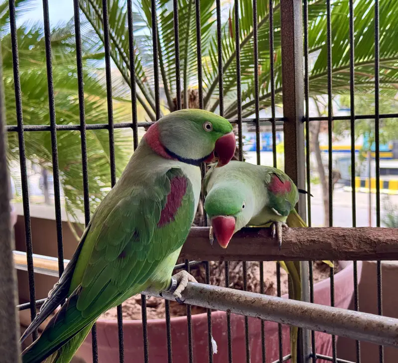 Adult Raw Pair Breeding Pahari Kashmiri — photo 7