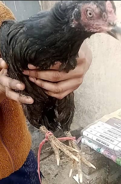 lasani murgi China murga