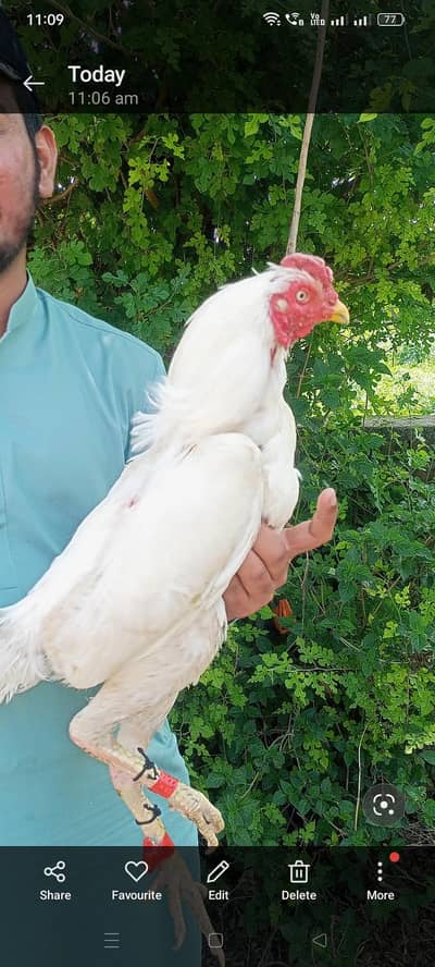 aseel hen 03177433545