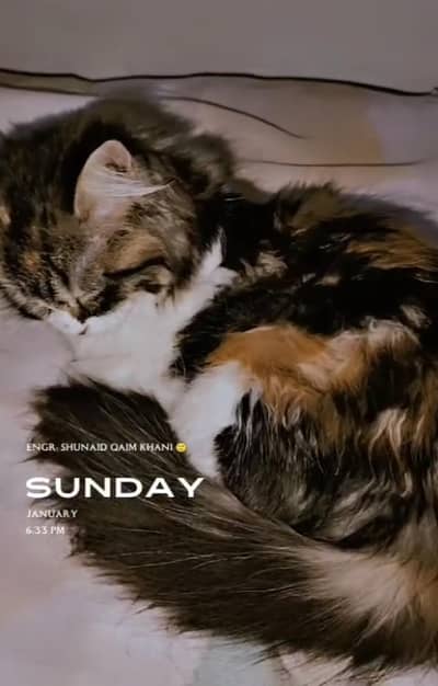 Triple coat persian kitten (punch face) -Female