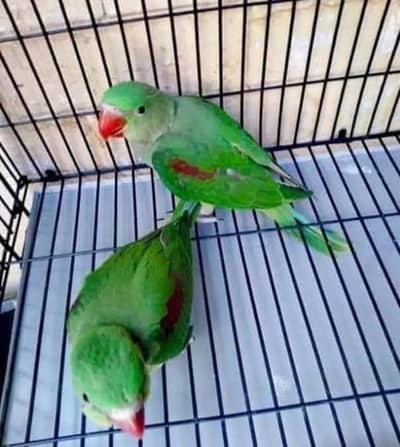 kashmiri raw parrot for sale My WhatsApp 0326=7544=942