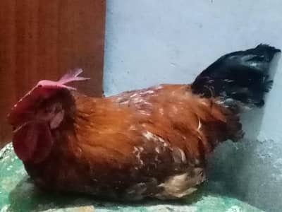 Desi murga or murgiya