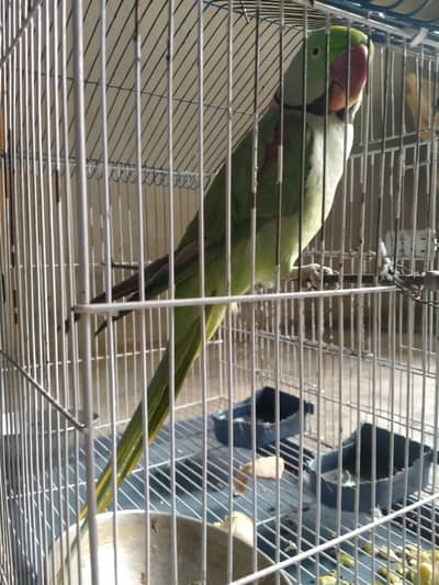 raw male parrot jumbo size