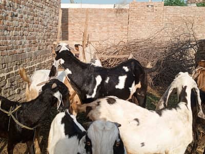 bakra