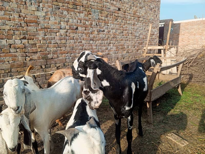 bakra 1