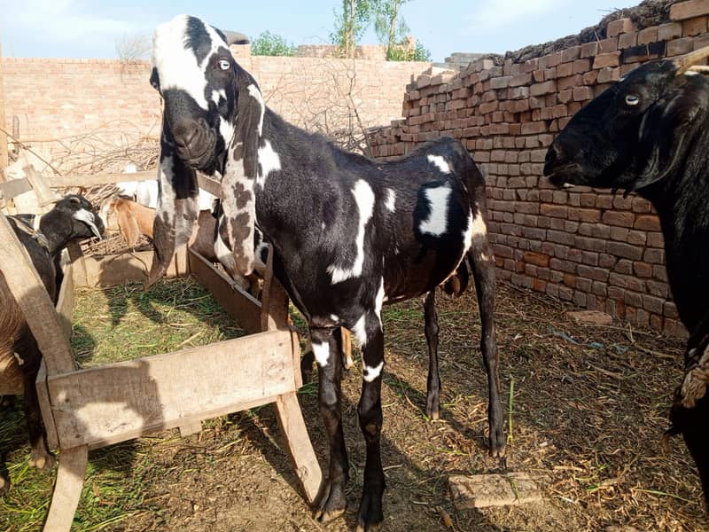 bakra 2