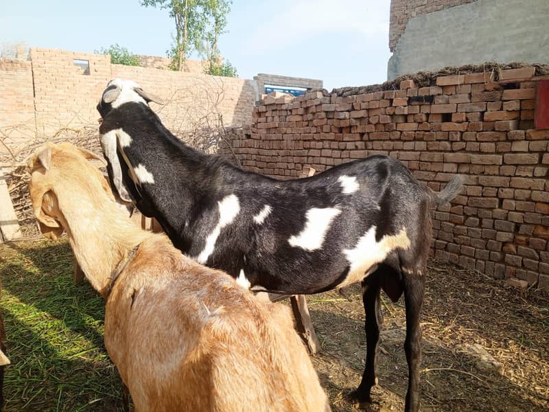 bakra 3