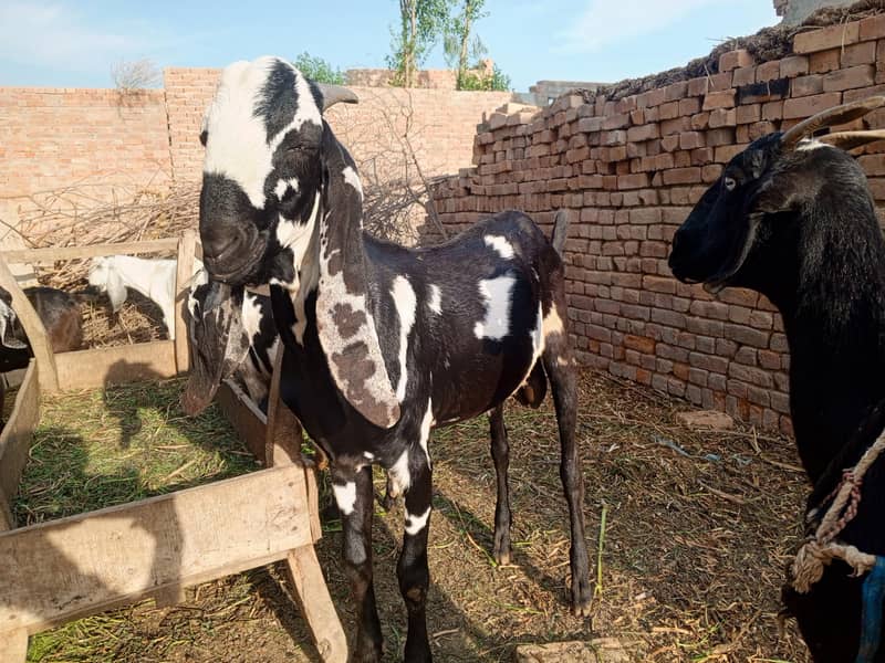 bakra 4