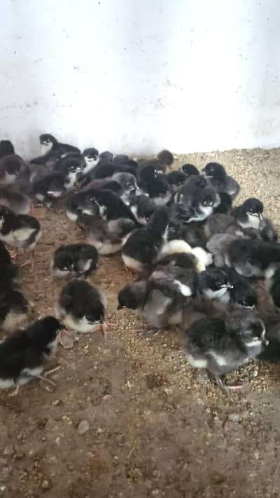 Australorp chicks full active