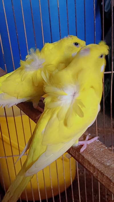 Top quality Hogoromo double flowers ready to breed pair for sale