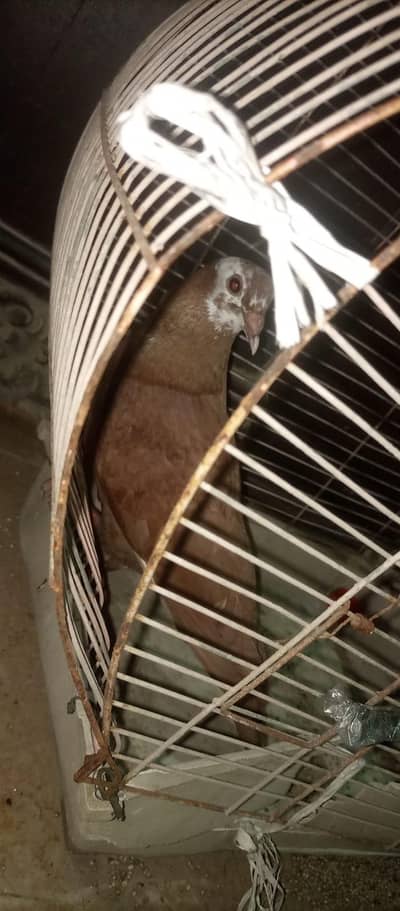 Healthy Pigeon for Sale (Kabootar)