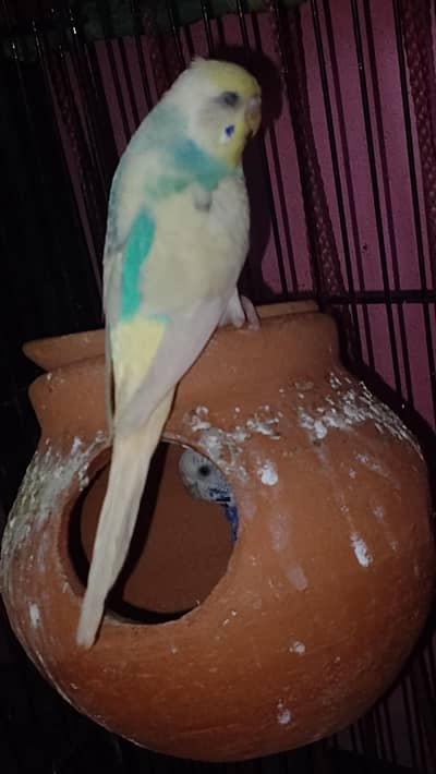 Australian parrot 2 pair ha