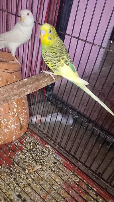 Australian parrot 2 pair ha