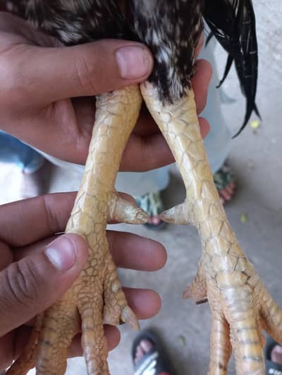 Aseel Lasani Malei for sale