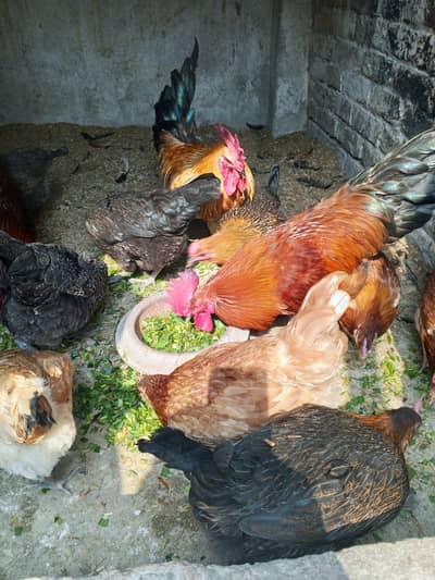 Desi anday wali murgiya 03014237451 call me