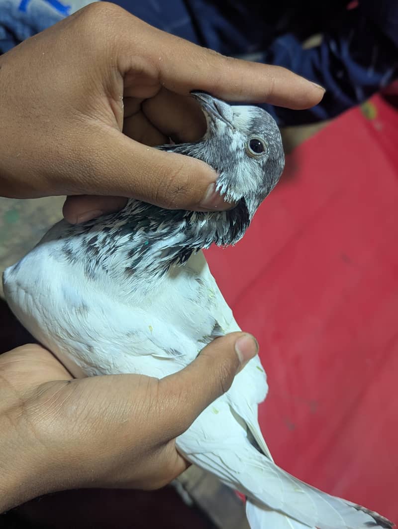 all breads available 0