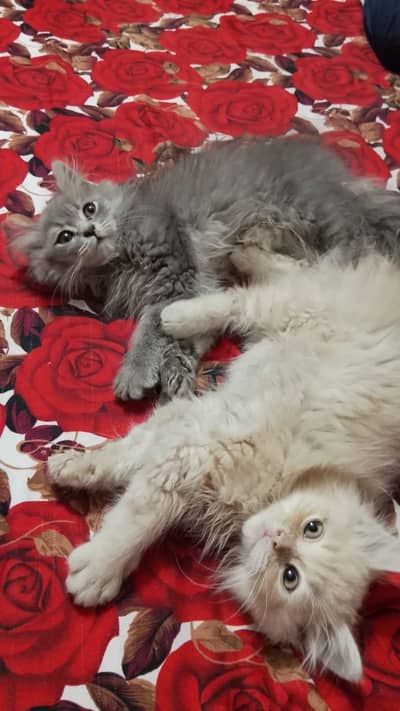cat pair selling