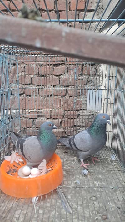 qasid kabootar jora for sale