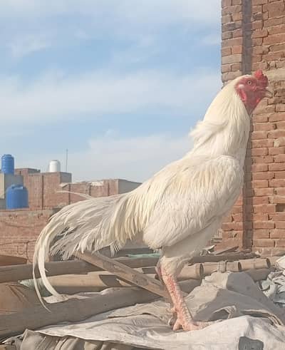 heera aseel bread for sale